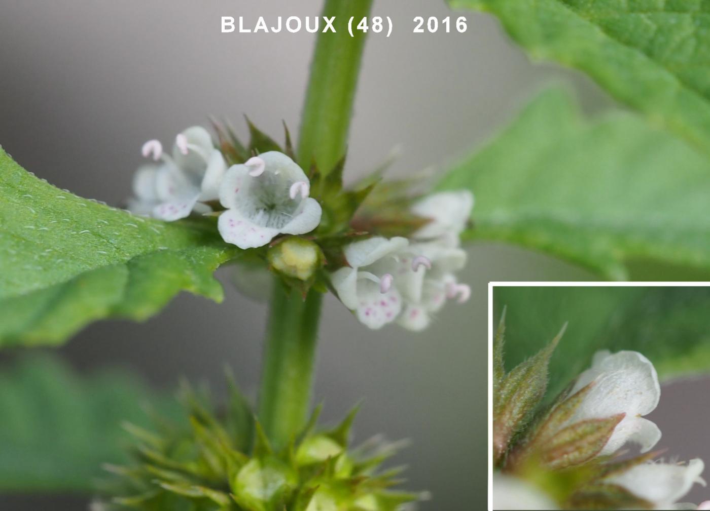 Gypsywort flower